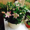 室內(nèi)桌面綠植盆栽種球花卉 香水百合花種球盆栽苗 一代球開(kāi)花超大