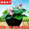 四季易播碗蓮種子開(kāi)口30粒蓮花種子 迷你小荷花種子睡蓮