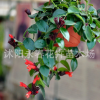口紅吊蘭 牡丹吊蘭 盆栽植物 實(shí)拍圖片