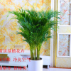 客廳大型植物散尾葵室內(nèi)綠植大盆栽袖珍椰子苗鳳尾竹凈化空氣批發(fā)