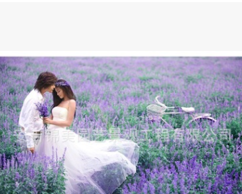 薰衣草苗四季薰衣草觀光農業專用景觀花苗