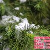 雪松價格、海東雪松、宿遷市四秀苗木(查看)
