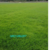 基地提供臺(tái)灣青草皮 四季青草坪 耐踐踏草坪