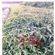 貴州省綠化苗木喬木香樟樹(shù)小苗樹(shù)形美觀規(guī)格根系發(fā)達(dá)容易成活