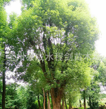 香樟樹 大量供應優質苗木 產地直銷 批發銷售香樟樹