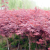 中國紅楓苗 庭院日本紅楓樹高端苗木三季紅常年批發價量大優惠