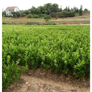 桔子苗 橘子子苗 南豐蜜桔苗