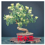 金銀花小苗 庭院可盆栽金銀花苗