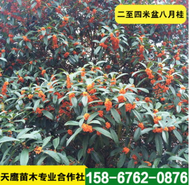 低價(jià)銷(xiāo)處理二至四米盆八月桂 綠化樹(shù)桂花樹(shù) 土地到期 便宜出售