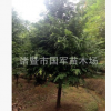 南方紅豆杉樹苗 10cm以上紅豆杉 喬木規格齊全 價格不同需要詳談