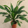 室內(nèi)客廳綠植大盆栽金心也門鐵巴西鐵四季常青觀葉耐陰植物吸甲醛
