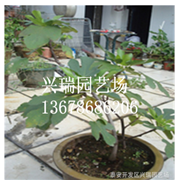 盆栽無花果優(yōu)質(zhì) 無花樹基地種植 無花果樹