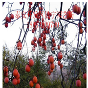 柿子苗 柿子苗新品種