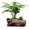 文竹盆栽植物室內(nèi)客廳辦公桌面花卉微盆景凈化空氣吸甲醛四季常青