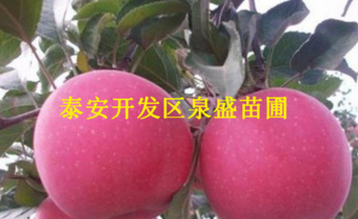 蘋果樹苗 嫁接蘋果苗