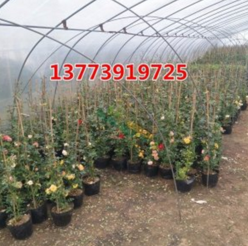 歐洲進口月季花苗