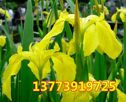 水生植物 綠化 黃菖蒲 水菖蒲 壞境綠化 挺水植物