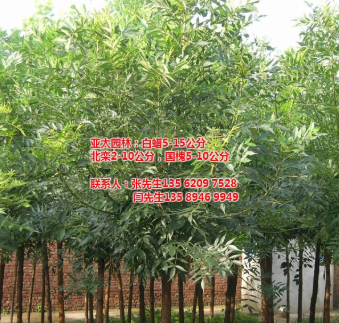 白蠟|亞太園林|白蠟苗木