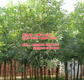白蠟|亞太園林小苗|白蠟
