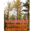 銀杏樹、1820公分銀杏樹