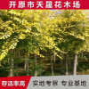 廠家供應(yīng)園林綠化龍枝金葉榆 工程苗木金葉榆 濕地綠化金葉榆批發(fā)