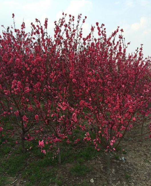 供應(yīng)花桃d4一5公分