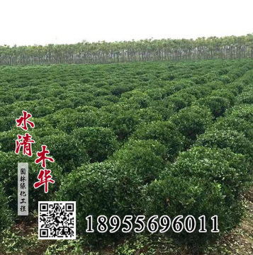 供應冬青樹 冬青樹苗