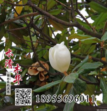 水清木華供應廣玉蘭 廣玉蘭樹苗 廣玉蘭小苗 價格僅供參考