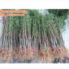 桃樹苗_泰山苗木基地_桃樹苗種植技術(shù)