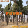 湖北香樟 骨架移栽香樟樹苗 多頭香樟 小香樟常綠喬木