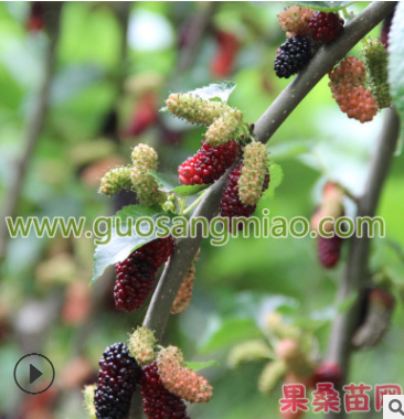 無(wú)籽大果桑苗 無(wú)籽大10紅紫桑葚果桑正宗品種嫁接果桑苗0.8cm粗苗