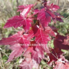 美國秋紅楓D2-D6特價供應|美國紅楓夕陽紅D2