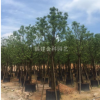 供應精品全冠香樟樹12-25公分