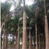 大王椰子（大王棕）棕櫚科大王椰子價(jià)格咨詢