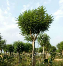 江蘇藍花楹優(yōu)質(zhì)苗木，江蘇藍花楹精品，江蘇藍花楹供應(yīng)商