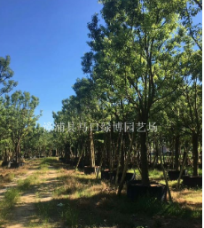 湖北香樟報價，湖北香樟供應(yīng)，湖北香樟種植場