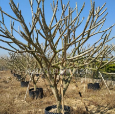 浙江雞蛋花供應(yīng)，浙江雞蛋花價格，浙江雞蛋花優(yōu)質(zhì)苗木