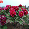 牡丹大苗 精品牡丹 綠植花卉 易成活