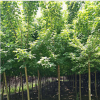 青葉復葉槭 供應3-10公分青葉復葉槭 規格全 易成活