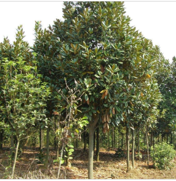 TIM截圖20180625155807