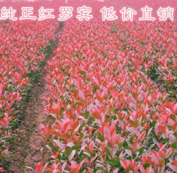熱銷供應 紅羅賓獨桿石楠小苗10-80cm 咸寧紅葉石楠苗