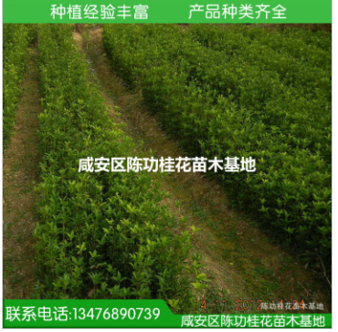 苗木 桂花樹苗批發金桂 桂花苗30-70cm濃香型庭院植物 自產自銷