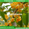 苗木 桂花樹苗批發金桂 桂花苗50-80cm濃香型庭院植物 自產自銷