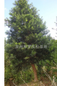 12公分羅漢松福建最大羅漢松基地，哪里的羅漢松最便宜，泉州羅漢松價(jià)格