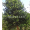 12公分羅漢松福建最大羅漢松基地，哪里的羅漢松最便宜，泉州羅漢松價格