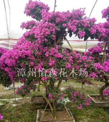 漳州三角梅樁頭，造型三角梅盆景