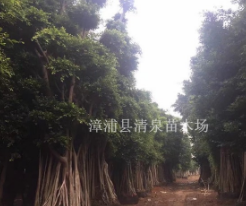 樹冠傘形造型小葉榕樁頭清泉苗木基地批發(fā)包上車包挖等服務(wù)