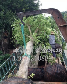 小葉榕綠化樹胸徑30公分 高6 米 冠幅 4米 地徑厘米價(jià)格 2200 元