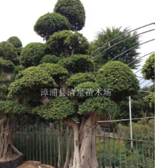 榕樹供應(yīng)胸徑40-300公分精品造型小葉榕樁頭價(jià)格2000元福建貨源