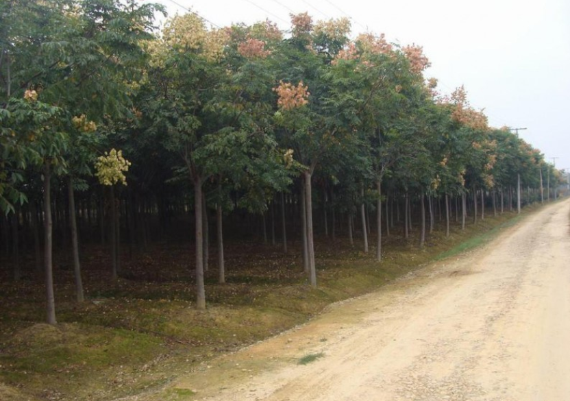 供應(yīng)黃山欒樹